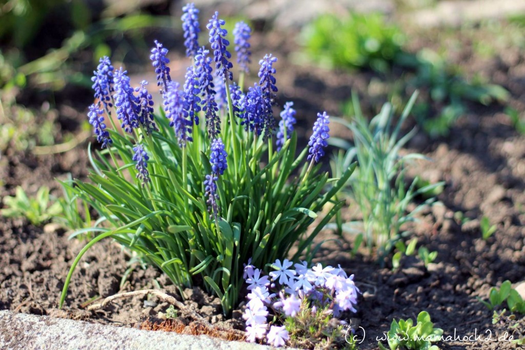 traubenhyazinthen und polsterphlox