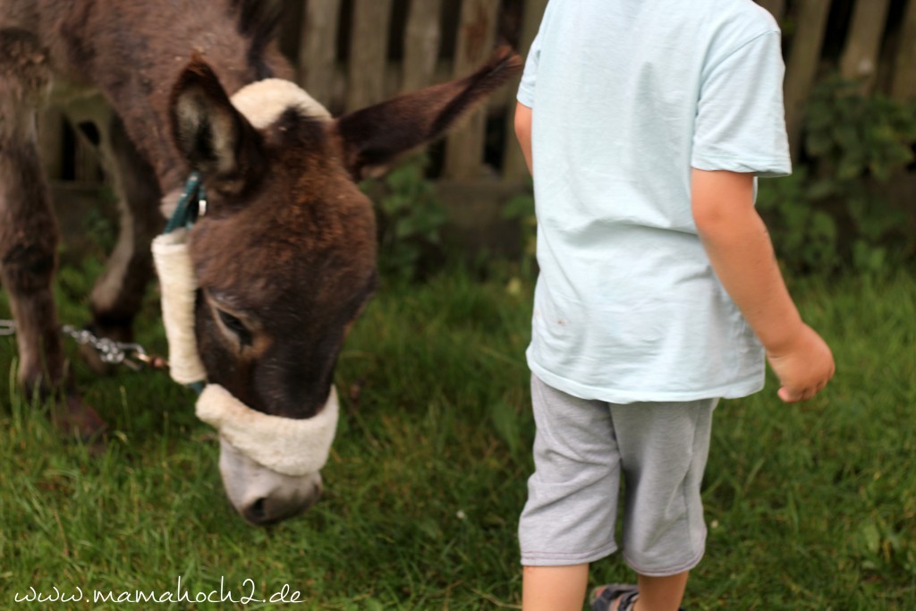 kinder und tiere