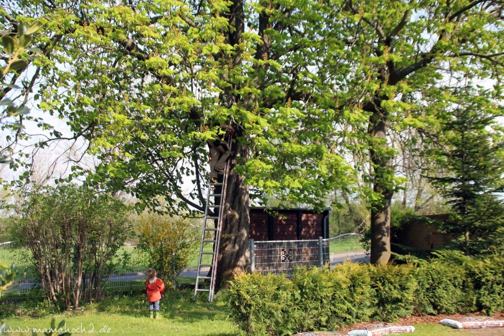 alter Baumbestand im Garten