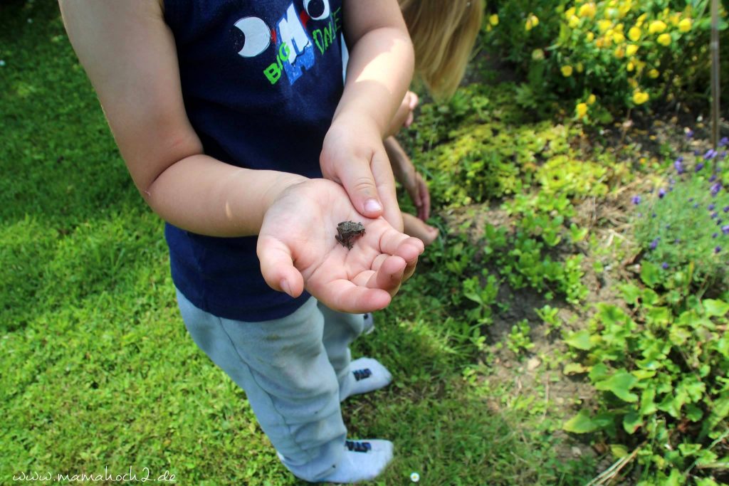 froschbaby im garten (1)