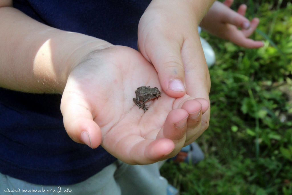 froschbaby im garten (2)