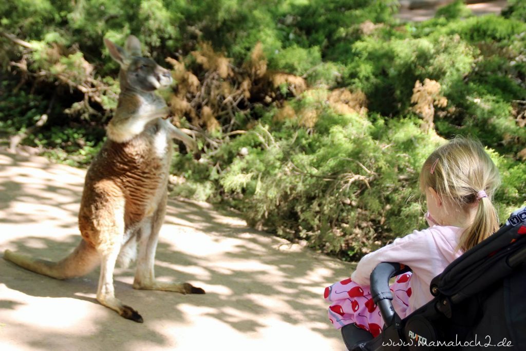 zoobesuch