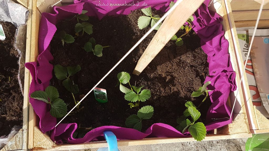 diy hochbeet kinder weinkisten obstkisten garten beet pflanzkiste (10)