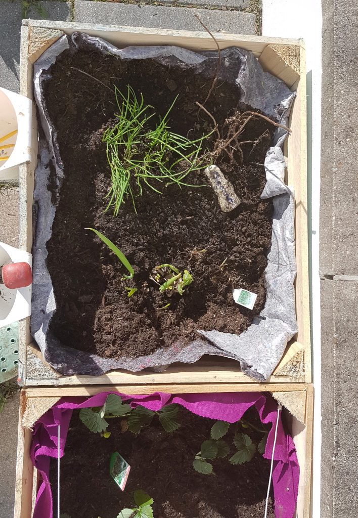 diy hochbeet kinder weinkisten obstkisten garten beet pflanzkiste (5)