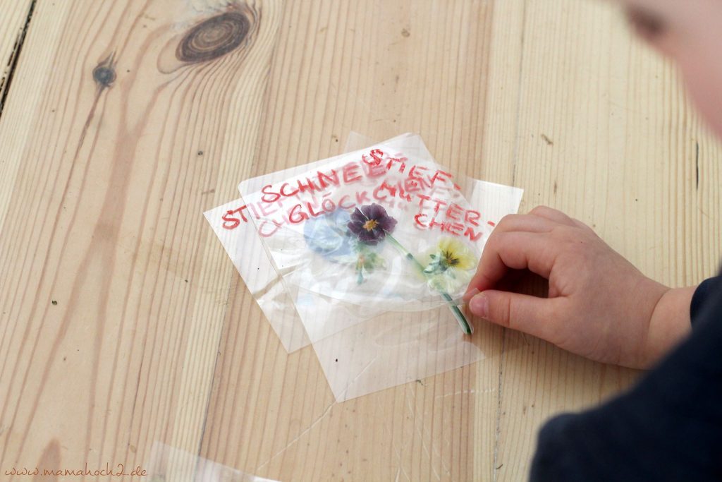 lernkarten pflanzen montessori lernen pflanzen frühblüher 1 (5)