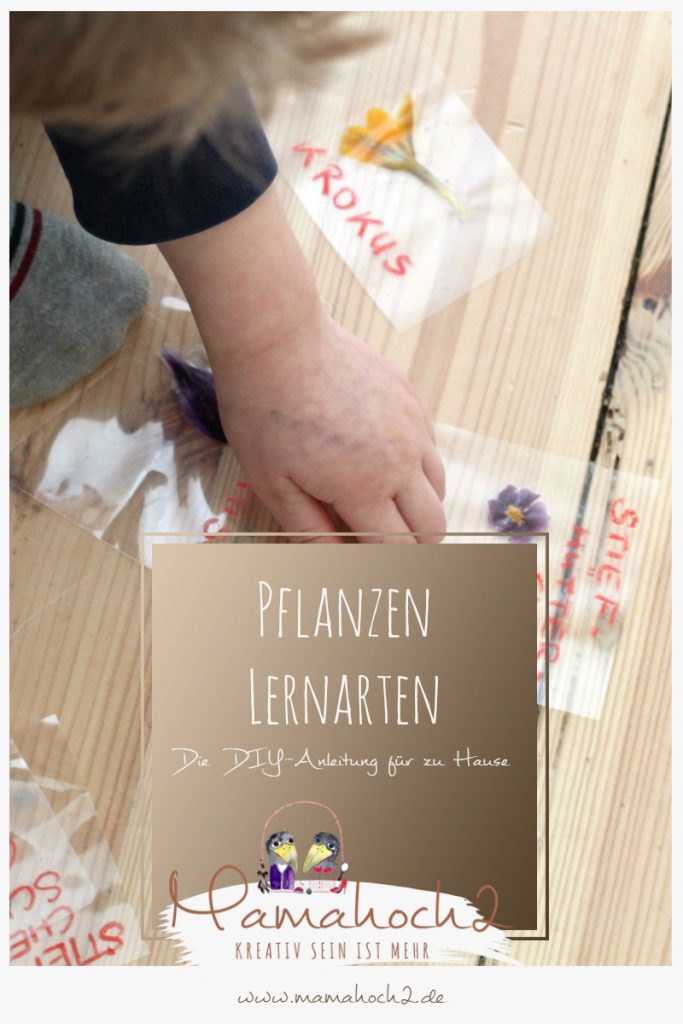 lernkarten pflanzen montessori lernen pflanzen frühblüher 1