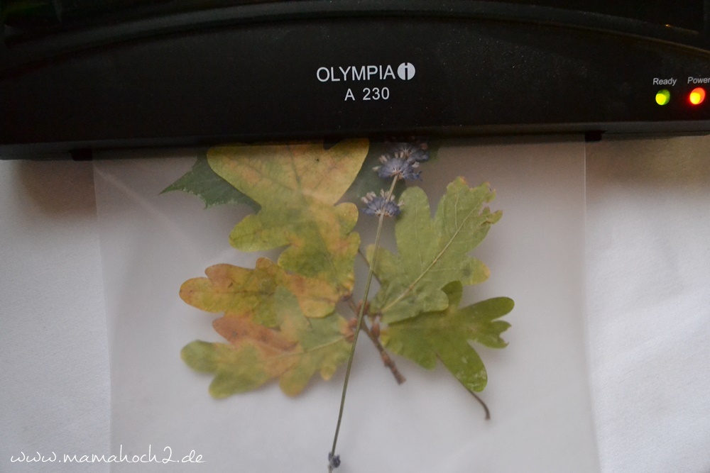 Transparentes Herbstbild – getrocknete blätter als Deko – Herbstdekoration (23)