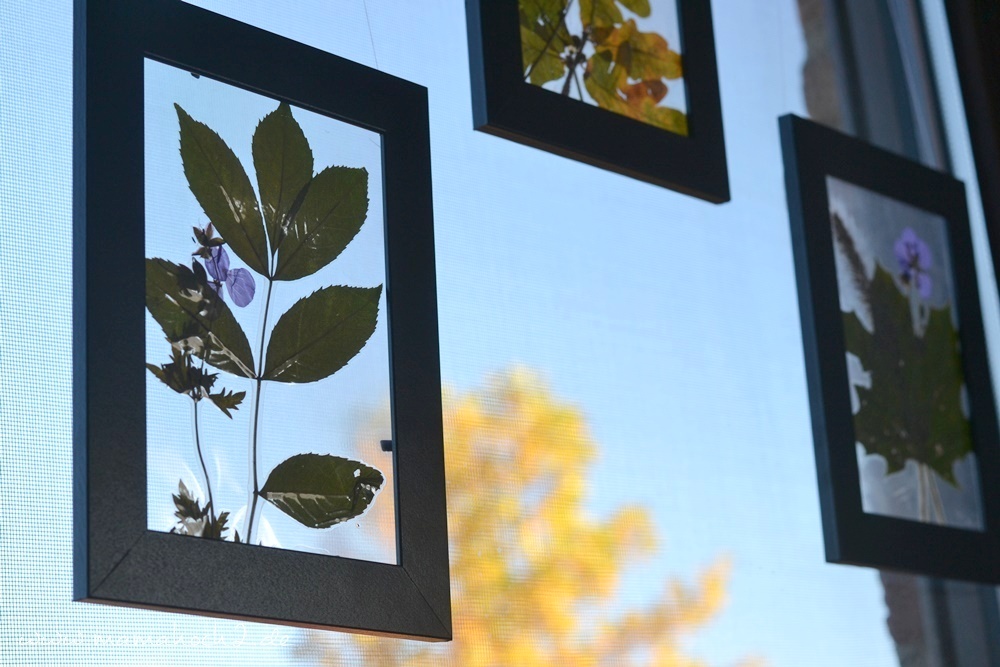 DIY – Getrocknete Blätter als Fensterbild