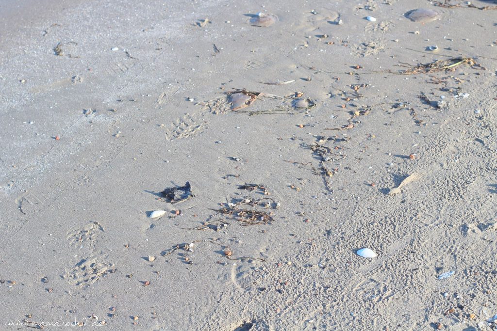 urlaub rügen herbst mit kindern ostsee (4)