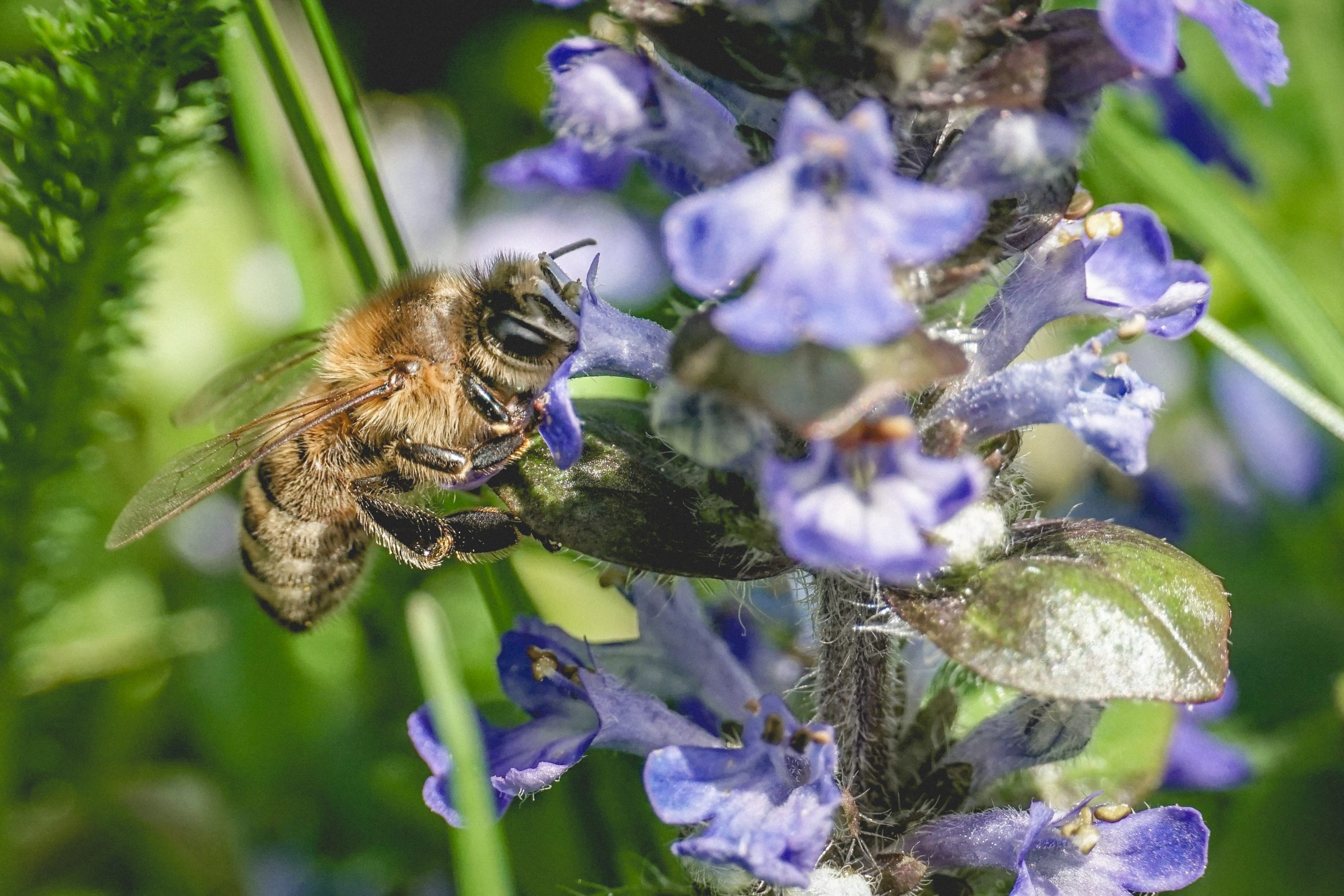 Rettet die Bienen – Was du heute tun kannst, um Bienen zu helfen