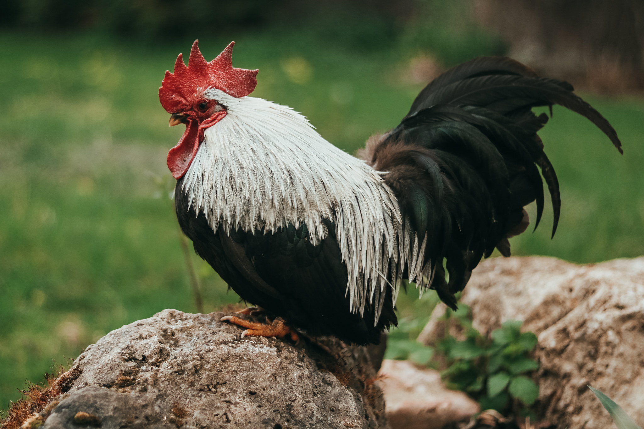 Hühner für Anfänger: Selbstversorgung im eigenen Garten