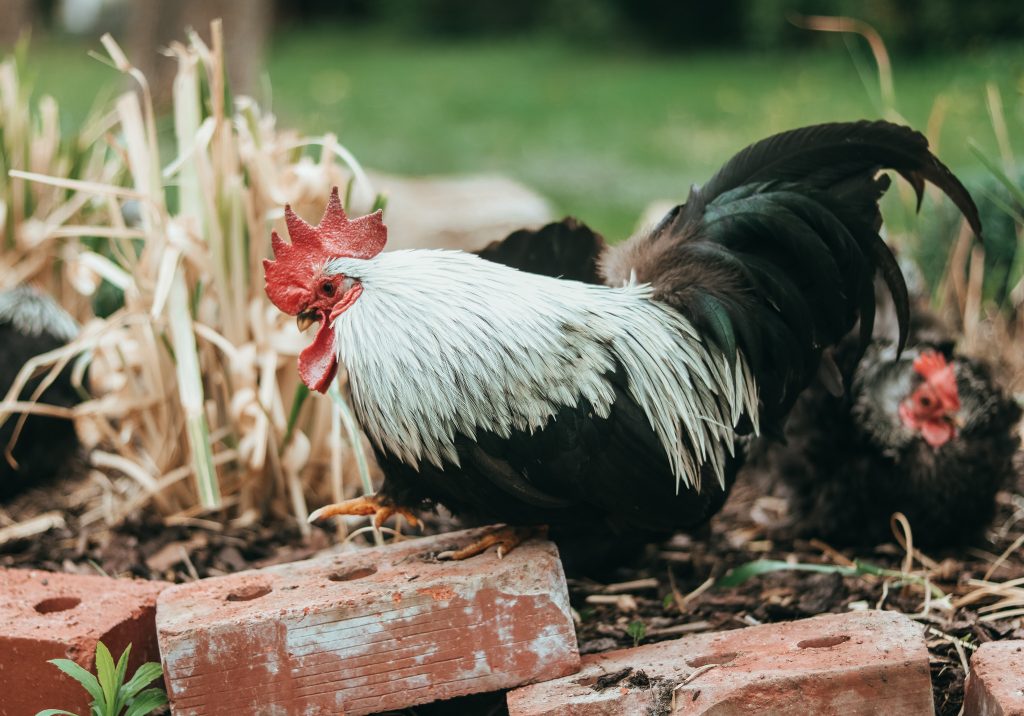 Hühner für Anfänger im eigenen Garten ⋆ Mamahoch2