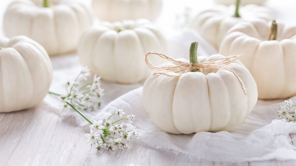Weiße Kürbisse - Hier findest du die schönsten weißen Kürbisse ⋆ Mamahoch2